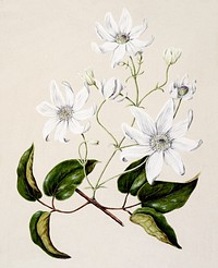 Antique plant Puawananga - Clematis indivisadrawn by Sarah Featon (1848&ndash;1927). Original from Museum of New Zealand. Digitally enhanced by rawpixel.