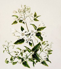 Antique plant Pikiarero - Clematis hexasepala drawn by Sarah Featon (1848&ndash;1927). Original from Museum of New Zealand. Digitally enhanced by rawpixel.
