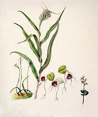 Antique plant Acianthus Sinclari Corysanthes macarantha Caladenia minor Pterostyles Banksii drawn by Sarah Featon (1848&ndash;1927). Original from Museum of New Zealand. Digitally enhanced by rawpixel.