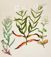 Antique plant Epilobium pallilifolium drawn by Sarah Featon (1848&ndash;1927). Original from Museum of New Zealand. Digitally enhanced by rawpixel.