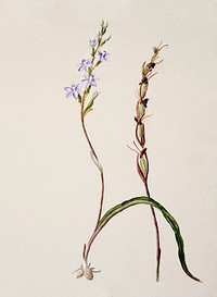 Antique plant Thelymitra longifolia drawn by Sarah Featon (1848&ndash;1927). Original from Museum of New Zealand. Digitally enhanced by rawpixel.