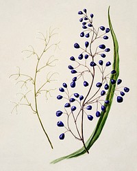 Antique plant Dianella intermedia Ink plant drawn by Sarah Featon (1848&ndash;1927). Original from Museum of New Zealand. Digitally enhanced by rawpixel.