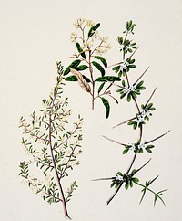 Antique plant Pomadrris edgerloyi drawn by Sarah Featon (1848&ndash;1927). Original from Museum of New Zealand. Digitally enhanced by rawpixel.