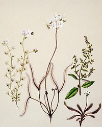 Antique plant Drosera arcturi - Haloragisalata drawn by Sarah Featon (1848&ndash;1927). Original from Museum of New Zealand. Digitally enhanced by rawpixel.