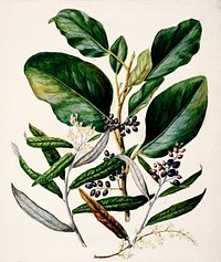 Antique plant Griselinia lucida drawn by Sarah Featon (1848–1927). Original from Museum of New Zealand. Digitally enhanced by rawpixel.