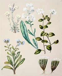 Antique plant Myosotis species - Forget-me-not drawn by Sarah Featon (1848&ndash;1927). Original from Museum of New Zealand. Digitally enhanced by rawpixel.