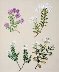 Antique plant Veronica 4 species drawn by Sarah Featon (1848&ndash;1927). Original from Museum of New Zealand. Digitally enhanced by rawpixel.