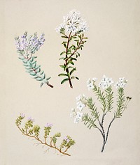 Antique plant Veronica 4 species drawn by Sarah Featon (1848&ndash;1927). Original from Museum of New Zealand. Digitally enhanced by rawpixel.
