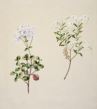 Antique plant Veronica 2 species drawn by Sarah Featon (1848&ndash;1927). Original from Museum of New Zealand. Digitally enhanced by rawpixel.
