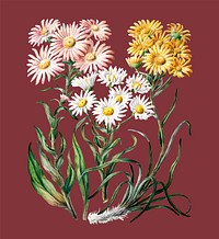 Antique plant New Zealand snow groundsels drawn by Sarah Featon (1848 - 1927). Digitally enhanced by rawpixel.