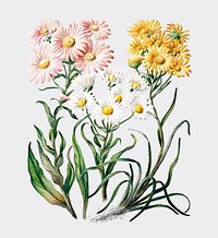 Antique plant New Zealand snow groundsels drawn by Sarah Featon (1848 - 1927). Digitally enhanced by rawpixel.