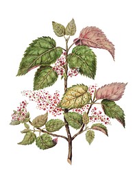 Antique plant Makomako - Aristotelia Racemosa drawn by <a href="https://www.rawpixel.com/search/Sarah%20Featon?sort=curated&amp;page=1">Sarah </a><a href="https://www.rawpixel.com/search/Sarah%20Featon?sort=curated&amp;page=1">Featon</a> (1848 - 1927). Digitally enhanced by rawpixel.
