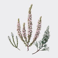 Antique plant Epacris (2species) drawn by <a href="https://www.rawpixel.com/search/Sarah%20Featon?sort=curated&amp;page=1">Sarah </a><a href="https://www.rawpixel.com/search/Sarah%20Featon?sort=curated&amp;page=1">Featon</a> (1848 - 1927). Digitally enhanced by rawpixel.