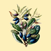 Antique plant Beilschmiedia Taiaire Tawa drawn by <a href="https://www.rawpixel.com/search/Sarah%20Featon?sort=curated&amp;page=1">Sarah </a><a href="https://www.rawpixel.com/search/Sarah%20Featon?sort=curated&amp;page=1">Featon</a> (1848 - 1927). Digitally enhanced by rawpixel.