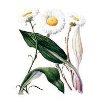 Antique plant New Zealand mountain daisies drawn by <a href="https://www.rawpixel.com/search/Sarah%20Featon?sort=curated&amp;page=1">Sarah </a><a href="https://www.rawpixel.com/search/Sarah%20Featon?sort=curated&amp;page=1">Featon</a> (1848 - 1927). Digitally enhanced by rawpixel.
