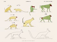 Animals copied from the original paintings from Monuments de l&#39;&Eacute;gypte et de la Nubie (1835&ndash;1845) by <a href="https://www.rawpixel.com/search/Jean%20Fran%C3%A7ois%20Champollion?&amp;sort=curated&amp;page=1">Jean Fran&ccedil;ois Champollion</a> (1790&ndash;1832). Original from The New York Public Library. Digitally enhanced by rawpixel.