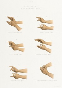 Hand Signs from The Sundhya or the Daily Prayers of the Brahmins (1851) by <a href="https://www.rawpixel.com/search/Sophie%20Charlotte%20Belnos?&amp;page=1">Sophie Charlotte Belnos</a> (1795&ndash;1865).