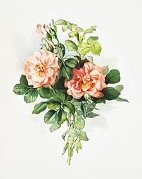 Blush rose from The Miriam and Ira D. Wallach Division Of Art, Prints and Photographs: Picture Collection published by <a href="https://www.rawpixel.com/search/L.%20Prang%20%26%20Co.?sort=curated&amp;page=1">L. Prang &amp; Co</a>. Original from The New York Public Library. Digitally enhanced by rawpixel.