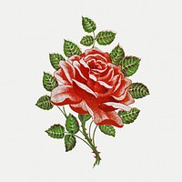 Illustration of blooming red rose with leaves and thorns