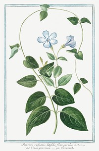 Vinca minor or Periwinkle (ca. 1772 &ndash;1793) by <a href="https://www.rawpixel.com/search/Giorgio%20Bonelli?sort=curated&amp;type=all&amp;page=1">Giorgio Bonelli</a>. Original from the The New York Public Library. Digitally enhanced by rawpixel.