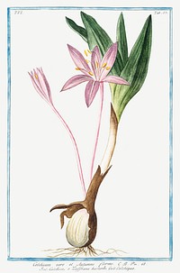 Pink Colchique flower ​​​​​​ illustration