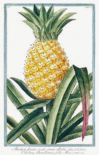 Pineapple (ca. 1772 &ndash;1793) by <a href="https://www.rawpixel.com/search/Giorgio%20Bonelli?sort=curated&amp;type=all&amp;page=1">Giorgio Bonelli</a>. Original from the The New York Public Library. Digitally enhanced by rawpixel.