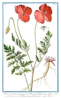 Papaver Rhoeas (ca. 1772 &ndash;1793) by <a href="https://www.rawpixel.com/search/Giorgio%20Bonelli?sort=curated&amp;type=all&amp;page=1">Giorgio Bonelli</a>. Original from the The New York Public Library. Digitally enhanced by rawpixel.