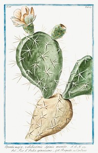 Indian Fig, Semaphore Prickly Pear (ca. 1772 &ndash;1793) by <a href="https://www.rawpixel.com/search/Giorgio%20Bonelli?sort=curated&amp;type=all&amp;page=1">Giorgio Bonelli</a>. Original from the The New York Public Library. Digitally enhanced by rawpixel.