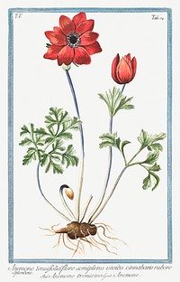 Red Anemone cremisino flower illustration