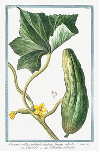 Cucumber (ca. 1772 &ndash;1793) by Giorgio Bonelli. Original from the The New York Public Library. Digitally enhanced by rawpixel.