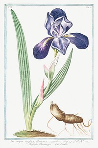 Tall bearded Iris (ca. 1772 &ndash;1793) by Giorgio Bonelli. Original from the The New York Public Library. Digitally enhanced by rawpixel.