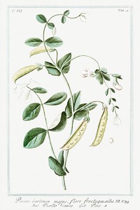 Garden Pea (ca. 1772 &ndash;1793) by <a href="https://www.rawpixel.com/search/Giorgio%20Bonelli?sort=curated&amp;type=all&amp;page=1">Giorgio Bonelli</a>. Original from the The New York Public Library. Digitally enhanced by rawpixel.