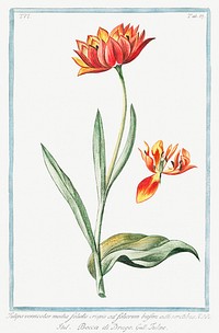 Multicolor Tulip (ca. 1772 &ndash;1793) by <a href="https://www.rawpixel.com/search/Giorgio%20Bonelli?sort=curated&amp;type=all&amp;page=1">Giorgio Bonelli</a>. Original from the The New York Public Library. Digitally enhanced by rawpixel.