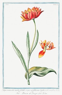 Multicolored Tulip flower illustration