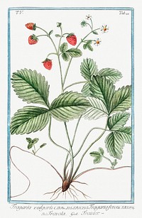 Strawberry (ca. 1772 &ndash;1793) by <a href="https://www.rawpixel.com/search/Giorgio%20Bonelli?sort=curated&amp;type=all&amp;page=1">Giorgio Bonelli</a>. Original from the The New York Public Library. Digitally enhanced by rawpixel.