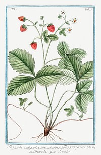 Wild Strawberry plant illustration