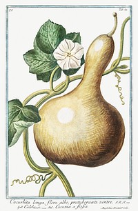 Bottle Gourd (ca. 1772 &ndash;1793) by <a href="https://www.rawpixel.com/search/Giorgio%20Bonelli?sort=curated&amp;type=all&amp;page=1">Giorgio Bonelli</a>. Original from the The New York Public Library. Digitally enhanced by rawpixel.