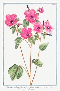 Pink rose mallow flower illustration