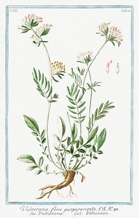 Kidney Vetch (ca. 1772 &ndash;1793) by <a href="https://www.rawpixel.com/search/Giorgio%20Bonelli?sort=curated&amp;type=all&amp;page=1">Giorgio Bonelli</a>. Original from the The New York Public Library. Digitally enhanced by rawpixel.