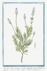 French Lavender illustration