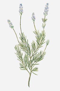 French Lavender vector