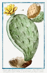 Prickly Pear, Indian Fig (ca. 1772 &ndash;1793) by <a href="https://www.rawpixel.com/search/Giorgio%20Bonelli?sort=curated&amp;type=all&amp;page=1">Giorgio Bonelli</a>. Original from the The New York Public Library. Digitally enhanced by rawpixel.