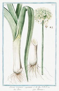 Leek (ca. 1772 &ndash;1793) by <a href="https://www.rawpixel.com/search/Giorgio%20Bonelli?sort=curated&amp;type=all&amp;page=1">Giorgio Bonelli</a>. Original from the The New York Public Library. Digitally enhanced by rawpixel.
