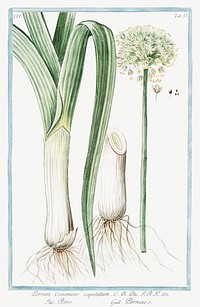 Leek (ca. 1772 &ndash;1793) by Giorgio Bonelli. Original from the The New York Public Library. Digitally enhanced by rawpixel.