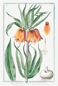 Crown imperial illustration