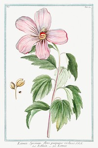 Rose of Sharon (ca. 1772 &ndash;1793) by Giorgio Bonelli. Original from the The New York Public Library. Digitally enhanced by rawpixel.