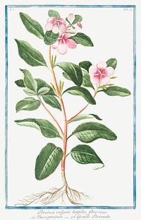 Greater Periwinkle (ca. 1772 &ndash;1793) by <a href="https://www.rawpixel.com/search/Giorgio%20Bonelli?sort=curated&amp;type=all&amp;page=1">Giorgio Bonelli</a>. Original from the The New York Public Library. Digitally enhanced by rawpixel.