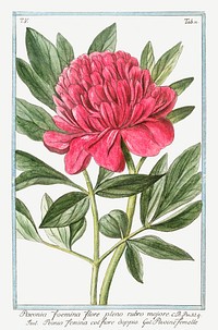 Blooming pink Peony flower illustration