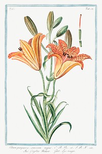 Orange Lily (ca. 1772 &ndash;1793) by <a href="https://www.rawpixel.com/search/Giorgio%20Bonelli?sort=curated&amp;type=all&amp;page=1">Giorgio Bonelli</a>. Original from the The New York Public Library. Digitally enhanced by rawpixel.