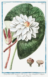 Nymphaea Alba Major illustration